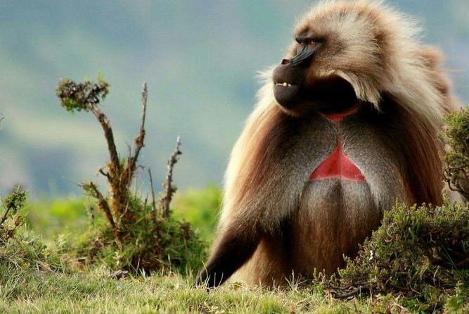 10 Days in Northern Ethiopia Tours - Key Highlights You Will Feel Immediately
