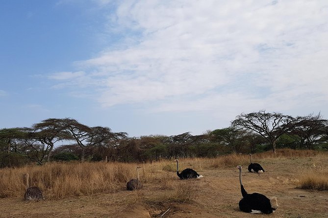 2 Days Ethiopian Rift Valley Lakes Tour from Addis Ababa - Entering the Rift Valley from Addis, without losing your schedule