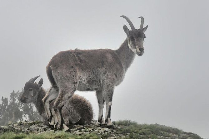 2 Days Simien Mountains Trekking - My overall take: should you book this trek from Gondar?
