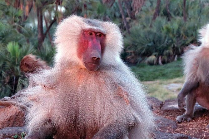 2 Days Wildlife Safari to Awash National Park - Key highlights at a glance