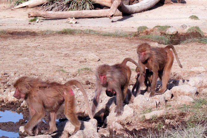 2 Days Wildlife Safari to Awash National Park - Why Awash National Park safari fits a fast 2-day trip