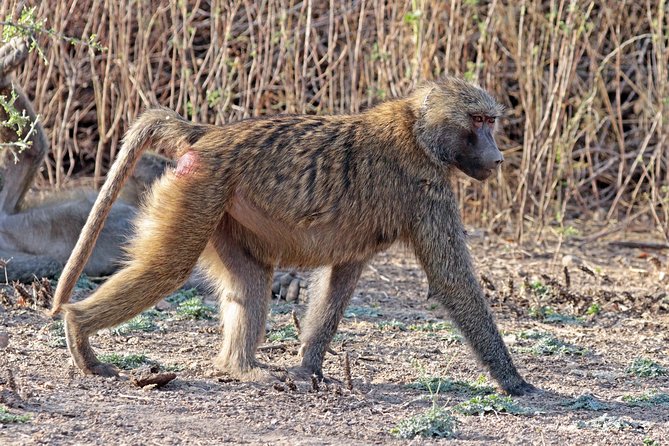 2 Days Wildlife Safari to Awash National Park - Overnight at Genet Hotel: why the stay is part of the trip value