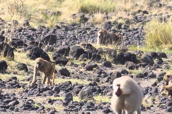 2 Days Wildlife Safari to Awash National Park - Day 2: Early game drive, then Sodere hot springs by the Awash River