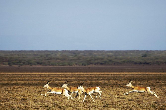 2 Days Wildlife Safari to Awash National Park - Price and value: what you get for about $358.98 per person