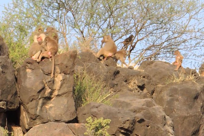 2 Days Wildlife Safari to Awash National Park - Vehicle comfort, group size, and the kind of safari this is