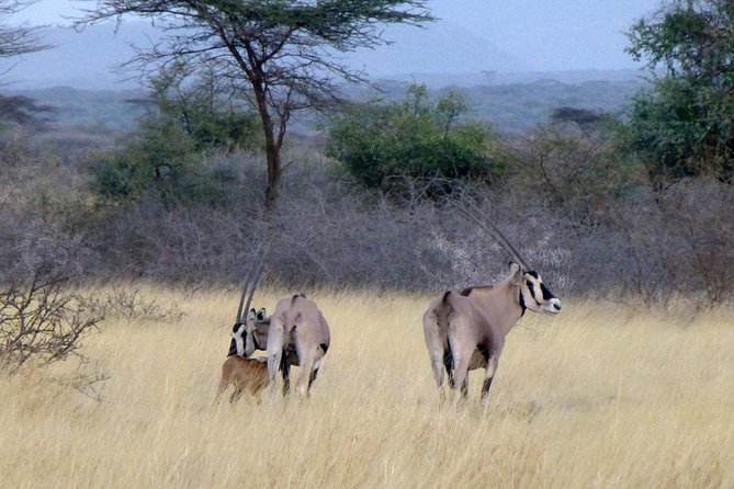 2 Days Wildlife Safari to Awash National Park - Wildlife expectations: which animals you’re really hunting