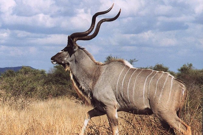 2 Days Wildlife Safari to Awash National Park - Day 1: Addis Ababa to Awash, Ilala Sala Plain, and the falls option