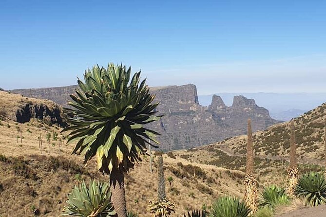 2 Nights 3 Days Trek to Semien Mountain - Meals, accommodation, and altitude comfort that keeps you moving