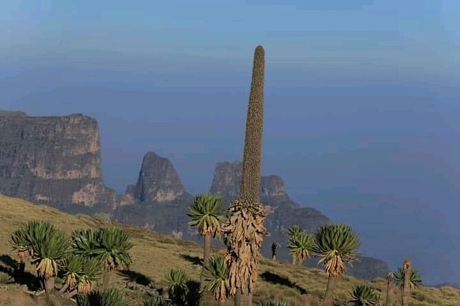 3 Day Simien Mountains Tours - Wildlife odds: what you can hope to see in the Simien range