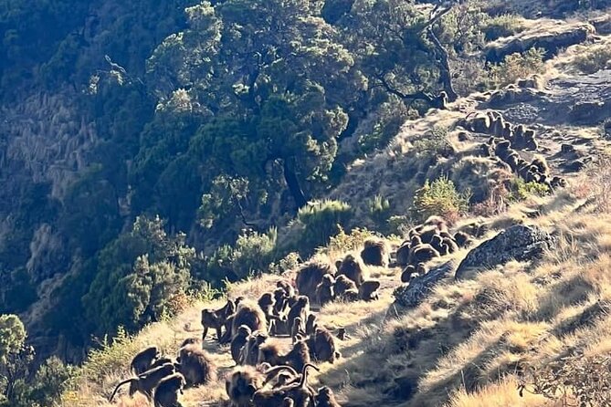 3 Day Simien Mountains Tours - Day 1: From Debark to Sankaber, with an acclimatization hike