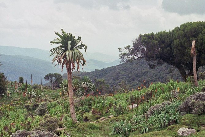 3 Days Bale Mountains Trekking - Key things I’d focus on before you go