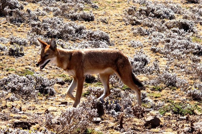 3 Days Bale Mountains Trekking - Day 3: a short hike, then your midday flight back to Addis Ababa