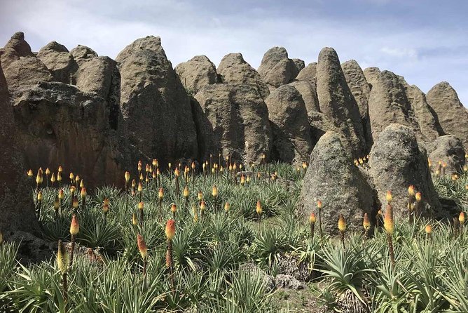 3 Days Bale Mountains Trekking - What you might see in Bale: wolves, nyalas, and a whole mountain cast