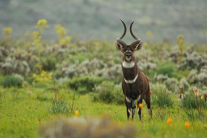 3 Days Bale Mountains Trekking - Getting your body ready for three days around 4,000 m