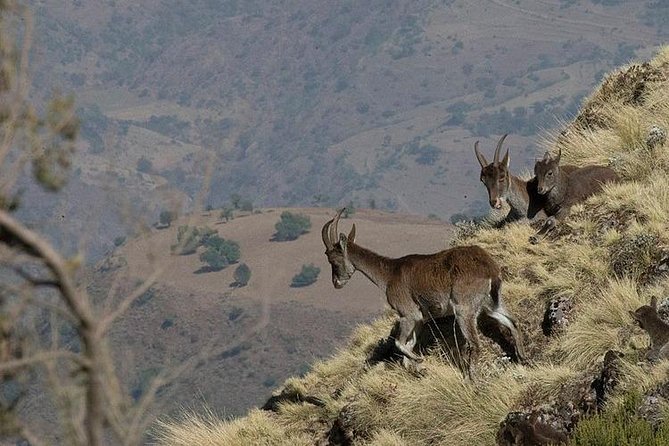 3 Days Simien Mountains Trekking - Day 3: Imet Gogo Promontory for Big Views and Lammergeier Vultures