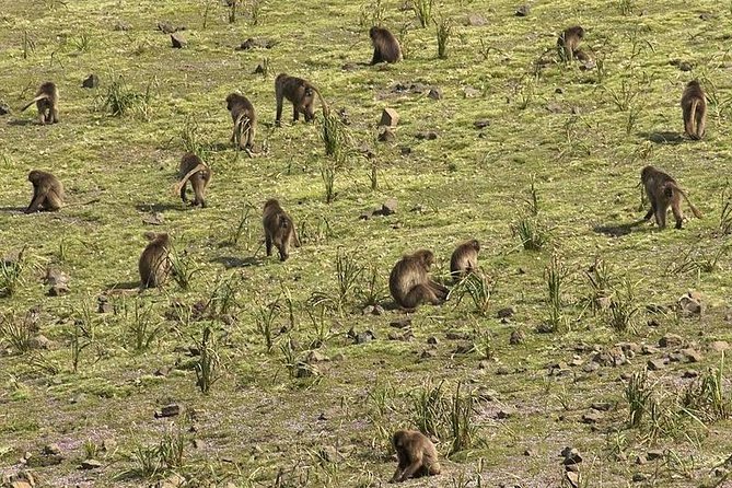 3 Days Simien Mountains Trekking - What the Inclusions Really Mean for Your Comfort and Safety