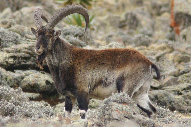 3 Days Simien Mountains Trekking - The Wildlife Angle, What You Can Expect and How to Increase Odds