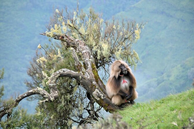 3 Days Simien Mountains Trekking - Day 2: Jinbar Waterfall to Geech Village, Lobelia Views, and a Sunset Goal