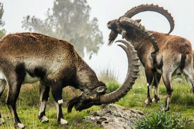 3 Days Trekking Simien Mountains Tours - Simien’s high ridges, escarpments, and why this 3-day route makes sense