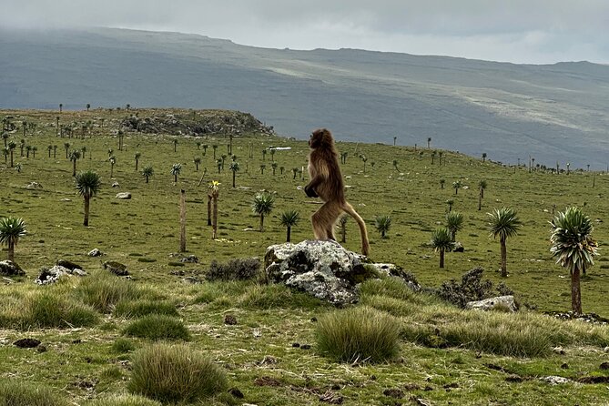 5-Day Northern Ethiopia Tour : 3D Simien Mountains Trek & Axum. - Geech to Chenek and Imet Gogo: the 3,926m viewpoint day