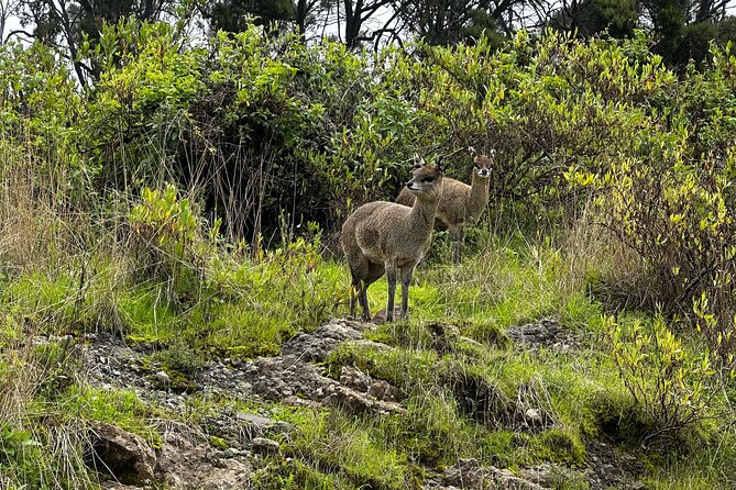 5-Day Northern Ethiopia Tour : 3D Simien Mountains Trek & Axum. - Small private group, flexible pace, and ARRE Tours and Travel support