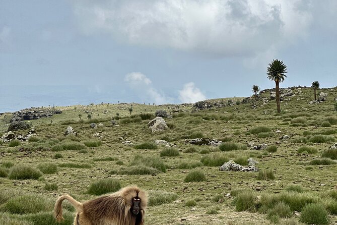 5-Day Northern Ethiopia Tour : 3D Simien Mountains Trek & Axum. - Price and value at $471.80: what you get, what you may still pay
