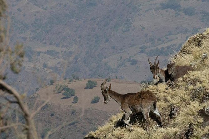 6 Days tour Package (Simien Mountains, Lalibela, and Danakil Depression) - Day 3: overland transfer from Lalibela to Mekele
