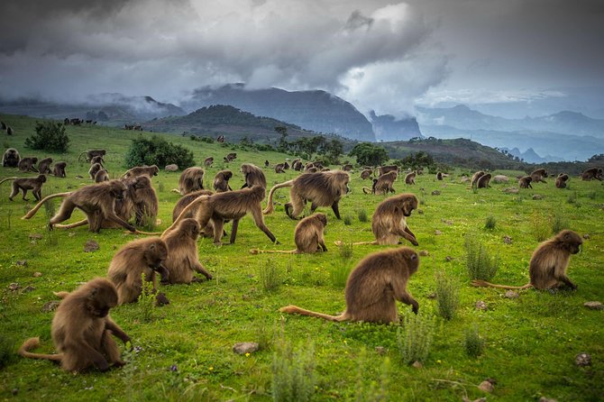 9 Days Tours To Danakil Depression, Simen MNP, Lalibela With Omo Valley Tribes - Lake Chamo to Jinka: Crocodiles, Hippos, Konso Terraces, and Coffee