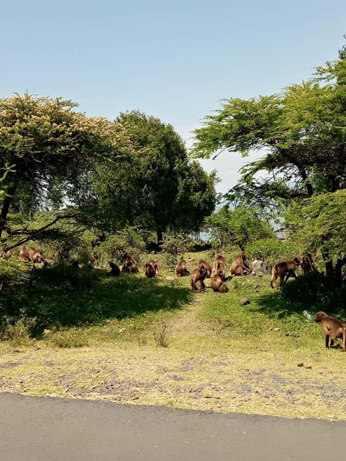Addis Ababa: Debre Libanos, Blue Nile Gorge, and Cave Tour - Debre Libanos Monastery, founded in 1284 and still active