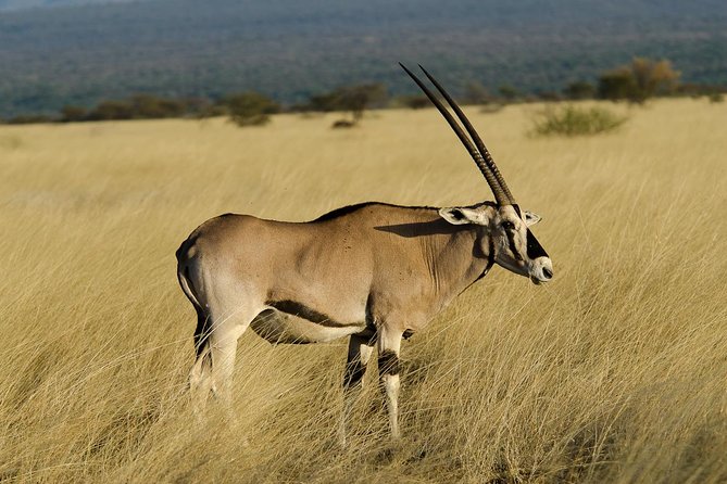 Awash National Park Tours - Key Things I’d Prioritize Before You Go