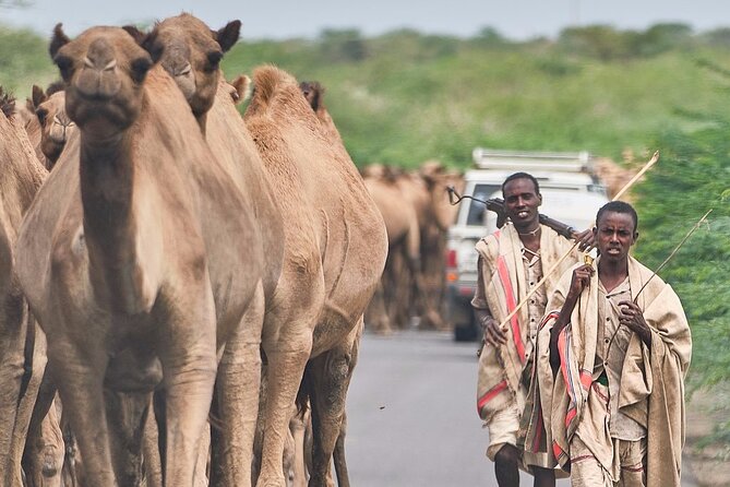 Awash National Park Tours - Evening Game Drive: Your Best Shot at Mammals