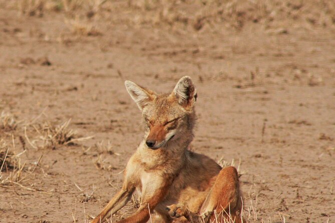 Awash National Park Tours - What Is Actually Included (and Why That Helps on a Short Trip)