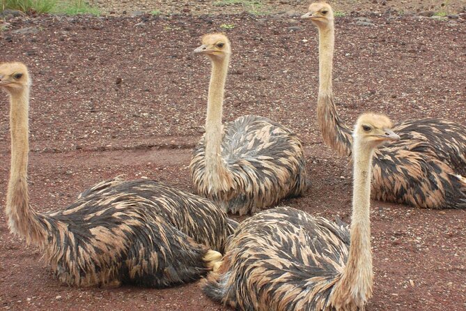 Awash National Park Tours - Getting the Most From Your 2 Days: A Smart Packing and Etiquette Plan