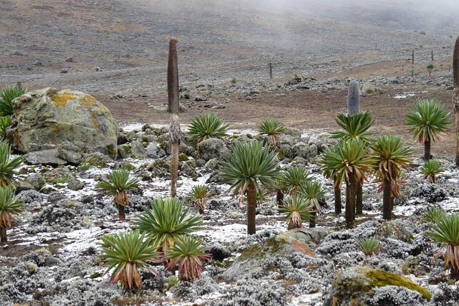 Bale Mountains National Park - 5 Day Tour - Bale Mountains National Park: why this route is special