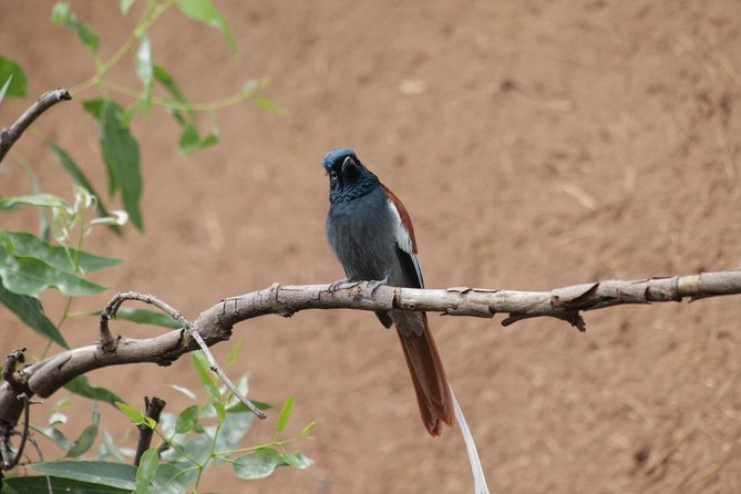 Day Hike Around Lalibela - Lunch at Hudad Lodge: a real break, not a quick stop