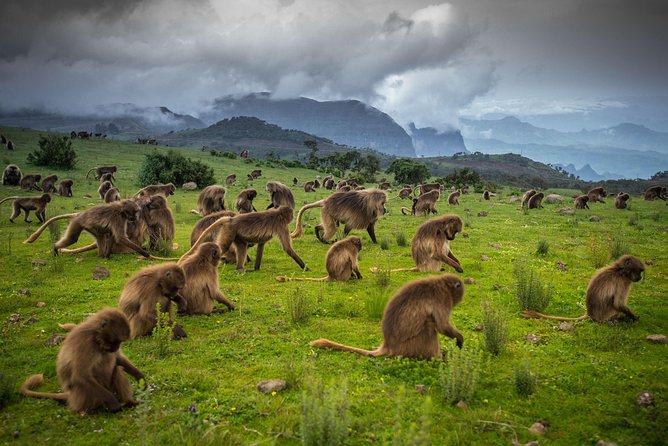 Day trek to Simien Mountain - Simien Mountains in one day: drive to Buit Ras, not just a bus ride