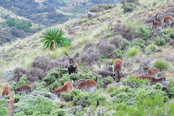 Day trek to Simien Mountain - Transfers, pickup, and mobile ticket: smooth logistics you can trust