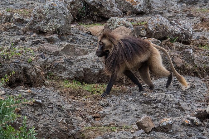 Day Trip From Addis Ababa See Historical Monastery,Stunning Nature,Animals,Birds - Debre Libanos Orthodox Church: a monastery perched over the gorge