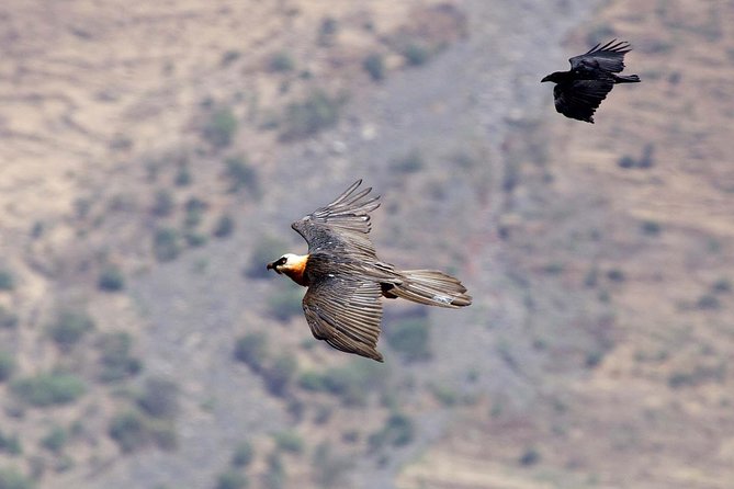 Day Trip From Addis Ababa See Historical Monastery,Stunning Nature,Animals,Birds - Coffee ceremony, lunch, and folk dancing: the cultural finish you can taste