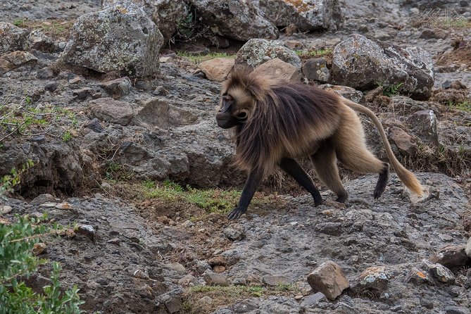 Day Trip From Addis Ababa To Debre Libanos & Blue Nile Gorge - Debre Libanos Orthodox Church: Cliff, Cave Traditions, and Real Ethiopian Leadership