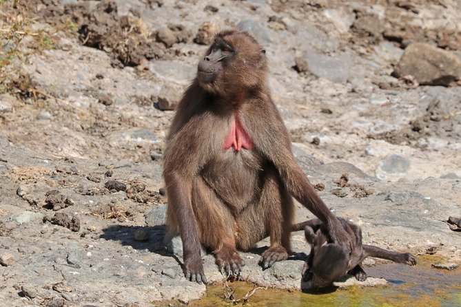 Day Trip From Addis Ababa To Debre Libanos & Portuguese Bridge - Leaving Addis Ababa at 9:00 for monasteries and canyon birds