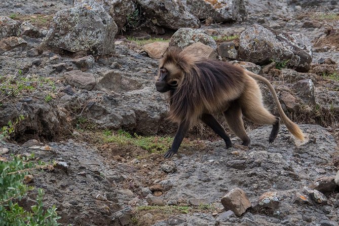Day Trip From Addis Ababa To Debre Libanos & Portuguese Bridge - Price and value: $100 with transport, guide support, and entrance fees