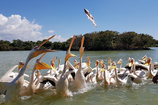 Day trip on Bahir dar. To visit lake tana monasteries and Blue Nile Falls. - Key highlights to know before you go