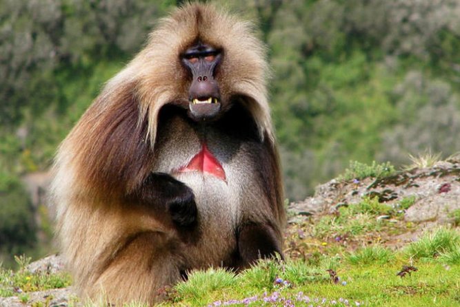 DAY TRIP TO Debre Libanos Monastery Cave Church Nature and Wildlife - Lunch and coffee ceremony: the included cultural pace-break