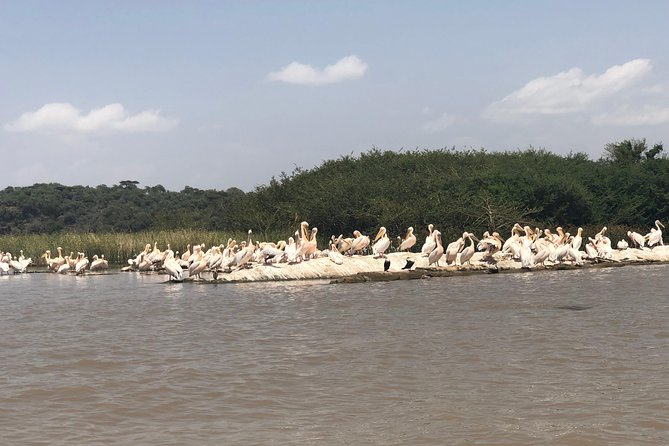 Day Trip To Lake Ziway - Bochessa birding area wetlands and the wattled crane timing