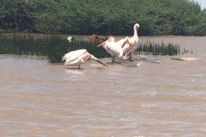 Day Trip To Lake Ziway - Lunch, snacks, water, and the comfort you actually get