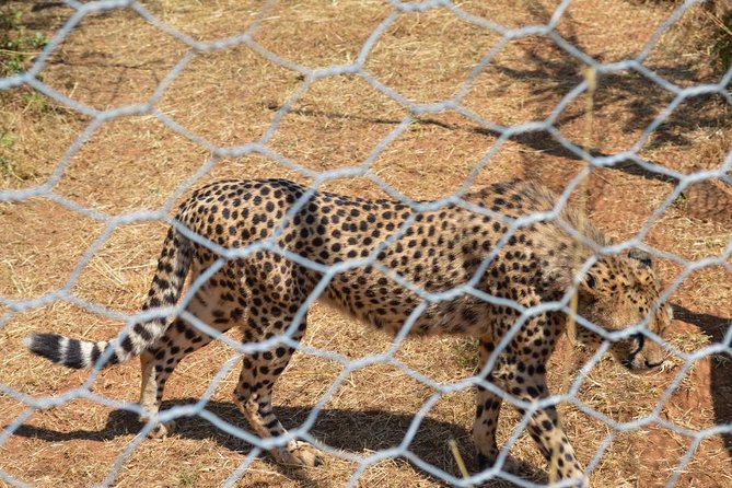 Day Trip To Menagesha Suba Forest - Key Highlights You’ll Care About