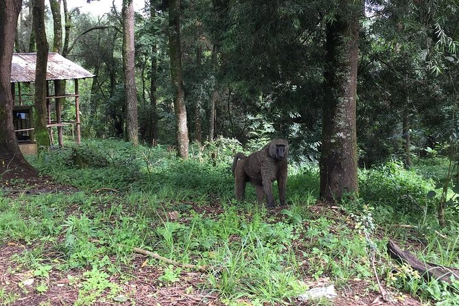 Day Trip To Menagesha Suba Forest - Planning Your Menagesha Suba Day Trip From Addis Ababa
