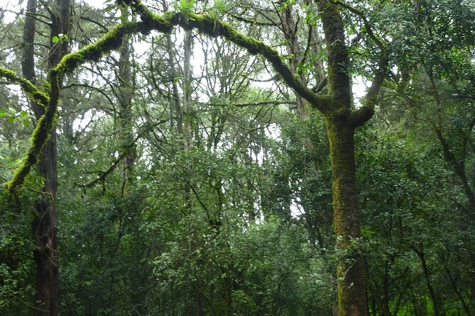 Day Trip to Menagesha Suba Forest from Addis Ababa - Key Things I’d Put On Your Short List