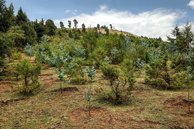 Day Trip to Menagesha Suba Forest from Addis Ababa - Menagesha Suba Forest, the day trip that swaps Addis noise for endemic habitat